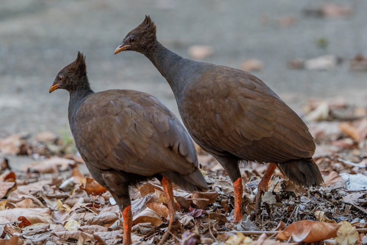 Mégapode de Reinwardt - ML644576289