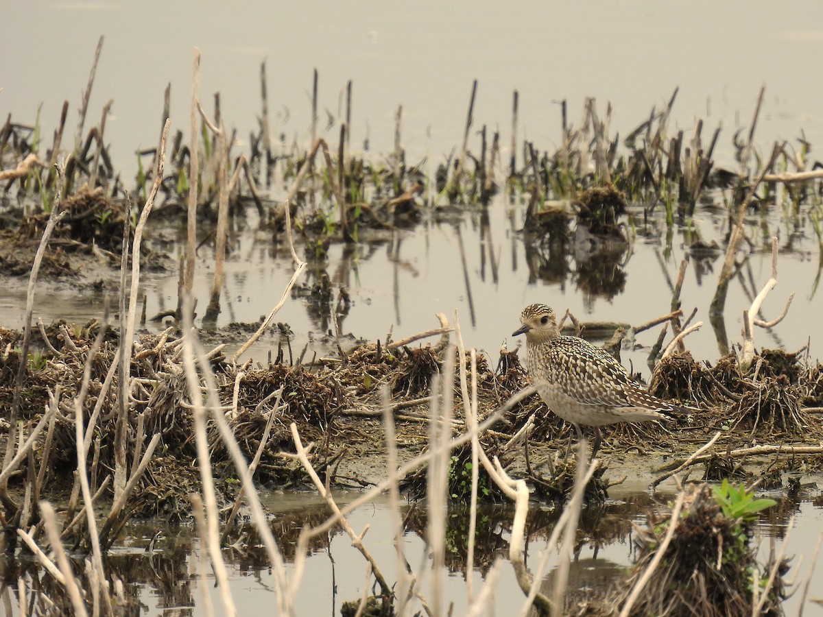 Pluvier fauve - ML644576291