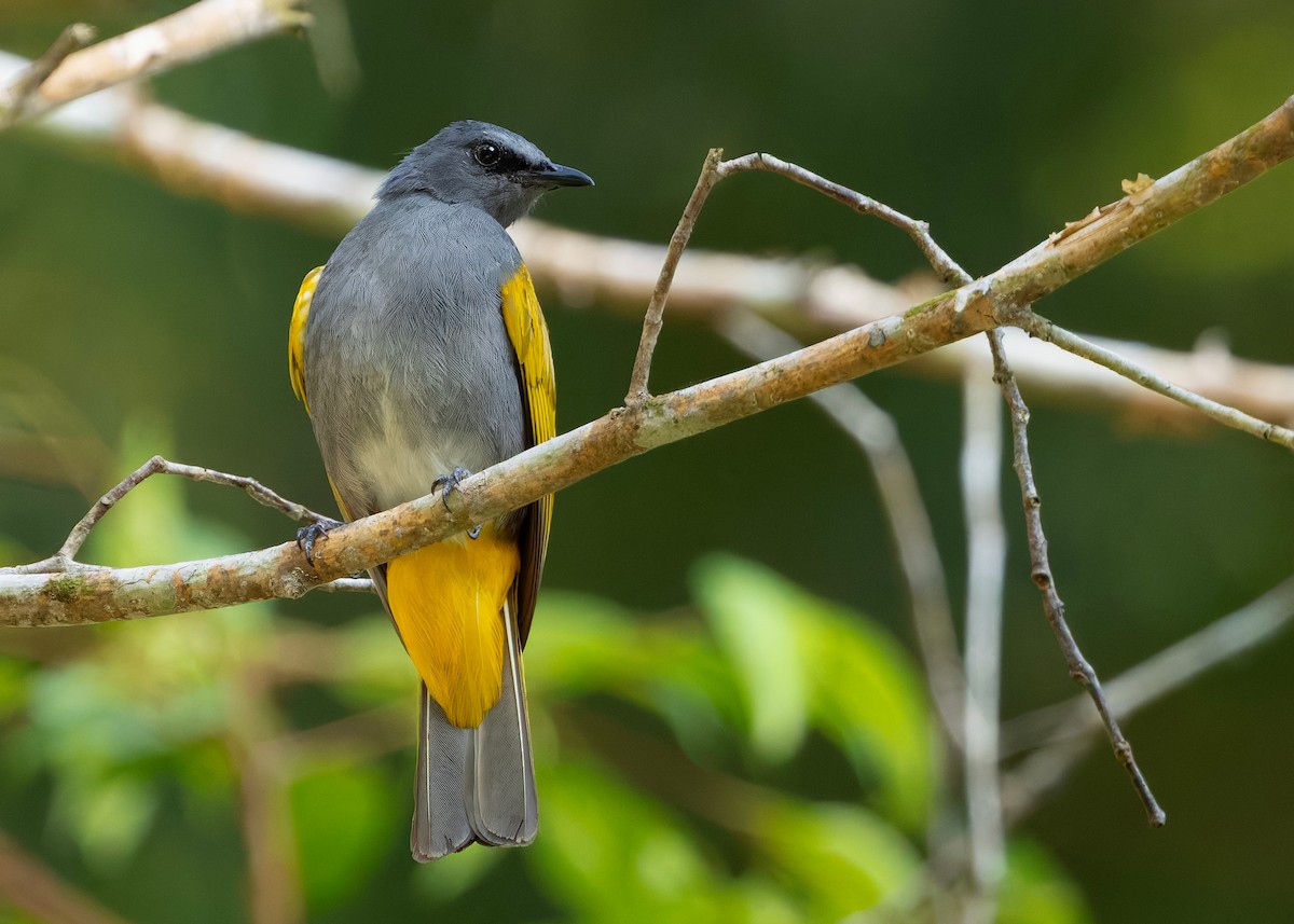 Bulbul Ventrigrís - ML644576292