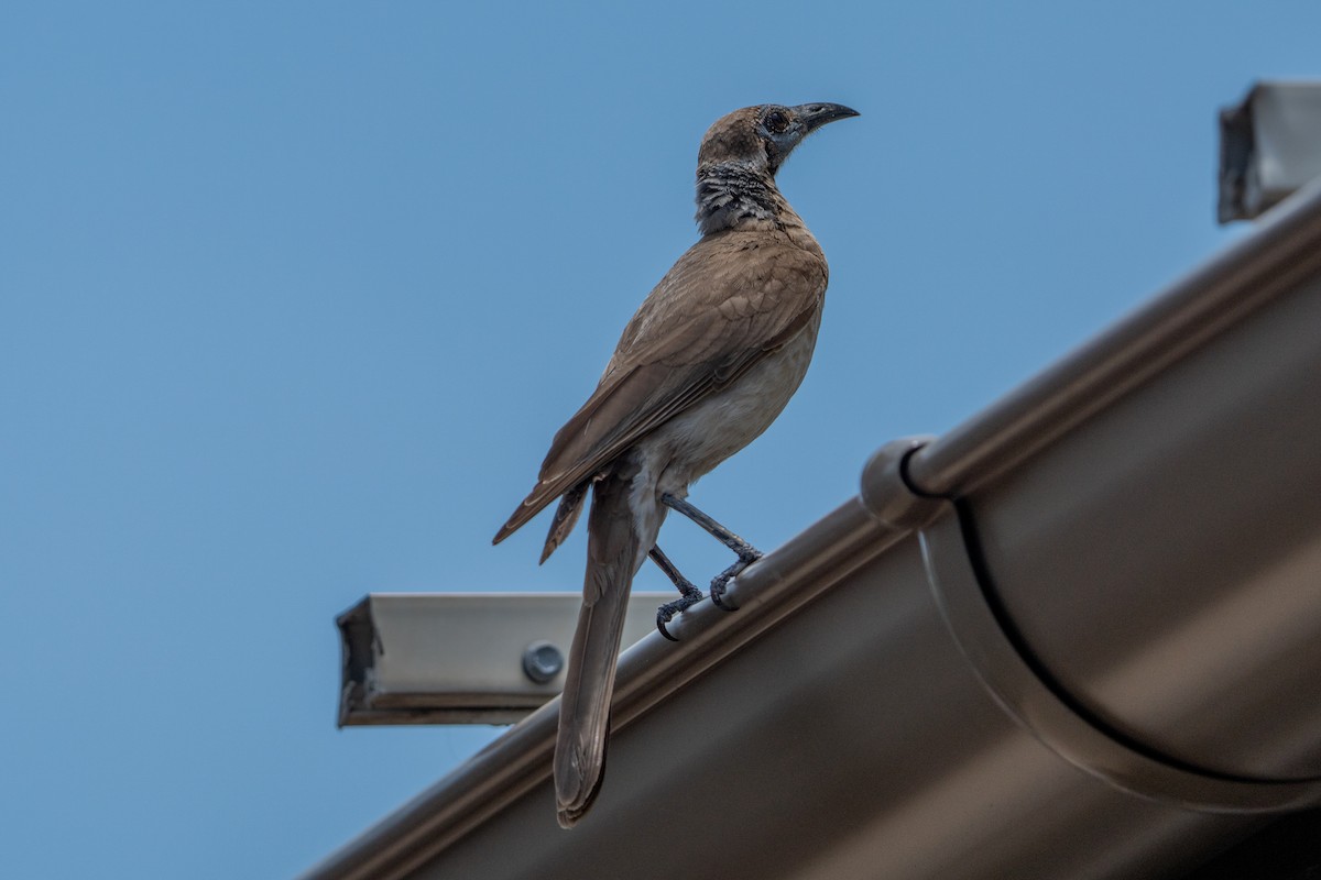 Polochion à menton jaune - ML644576296