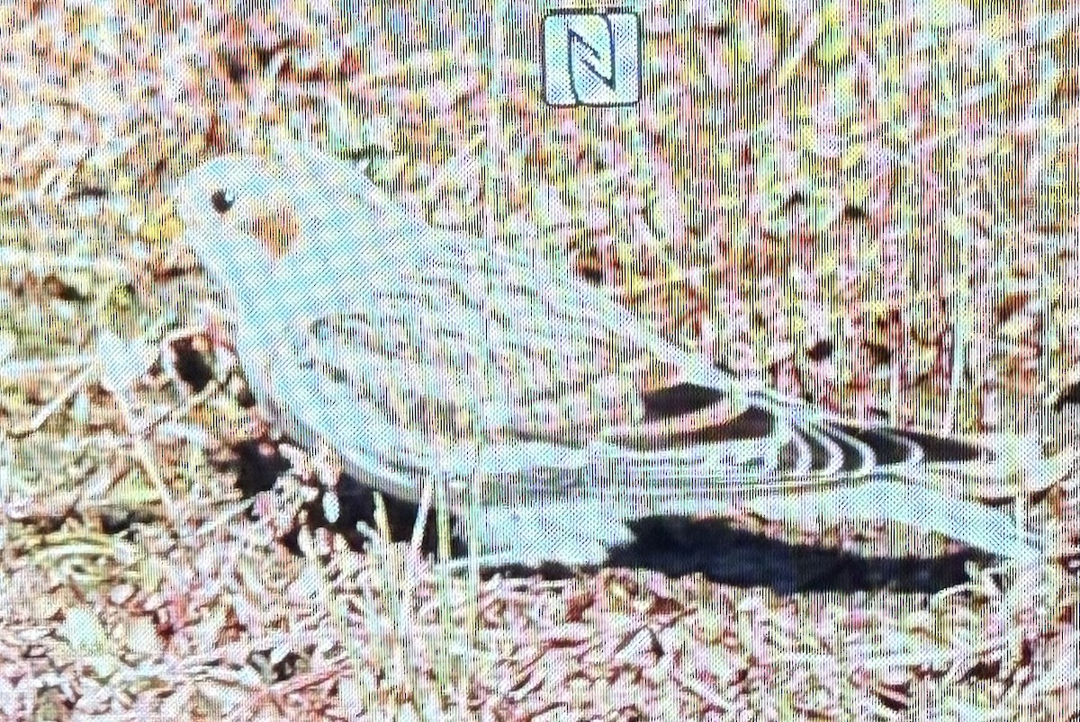 Plectrophane des neiges - ML644576297