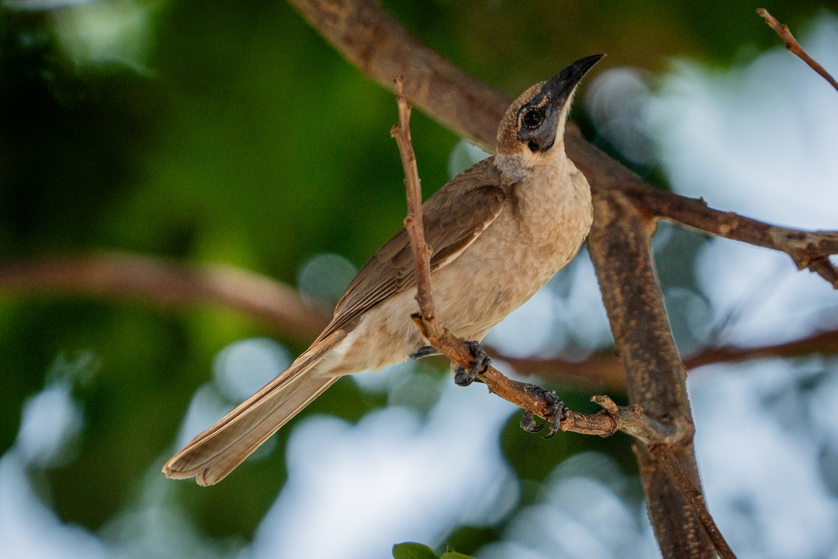 Polochion à menton jaune - ML644576299