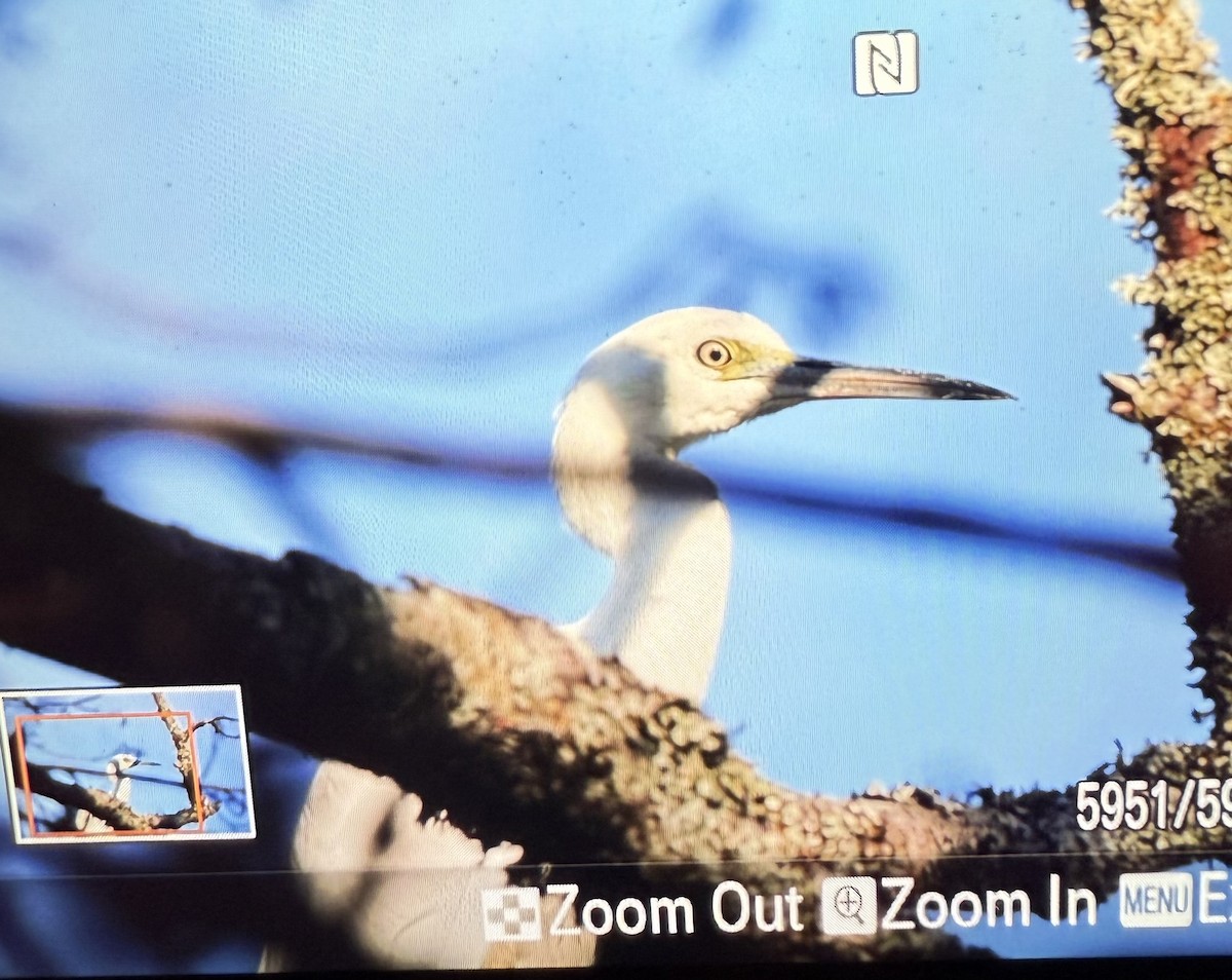 Koartzatxo urdina - ML644576316