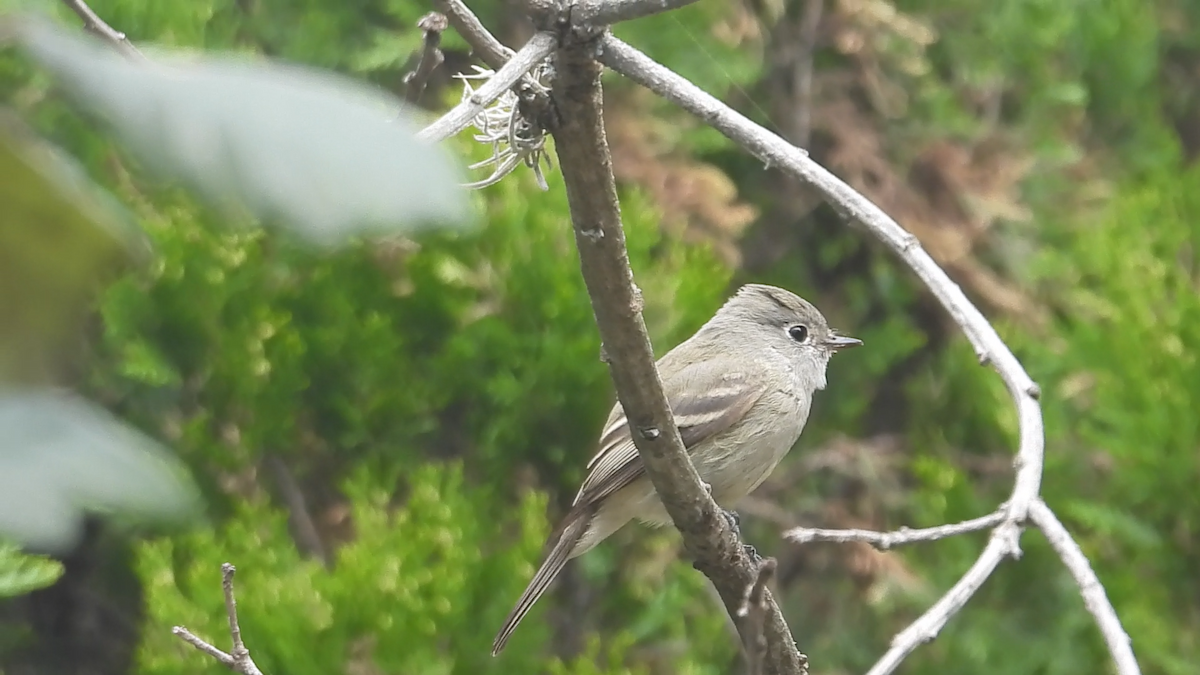 Hammond's Flycatcher - ML644576318