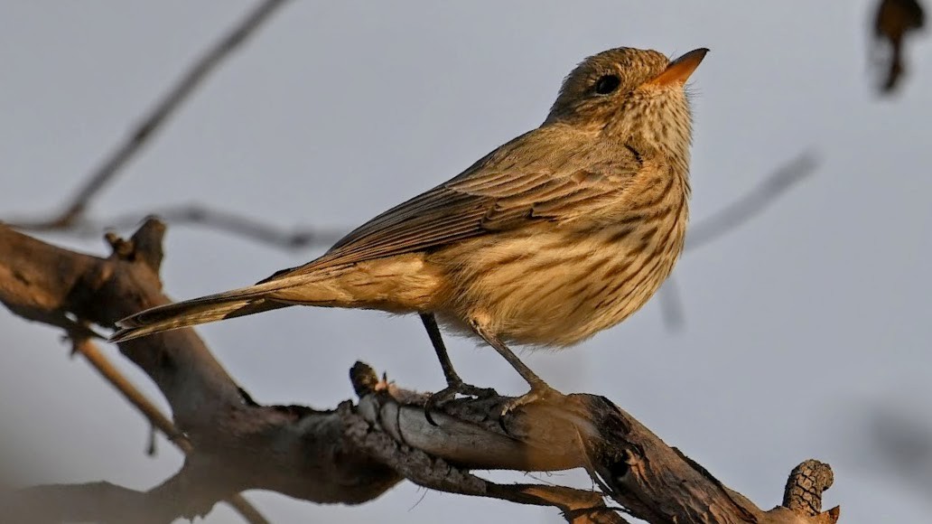 アカハラモズヒタキ - ML644576319