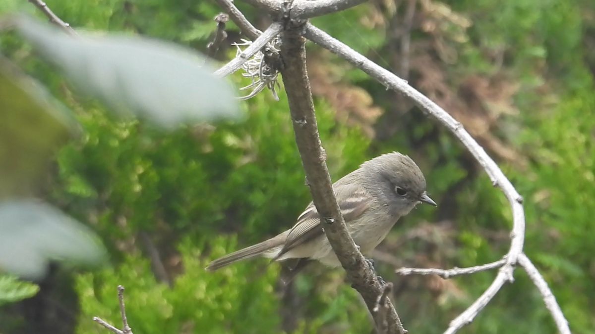 Hammond's Flycatcher - ML644576322