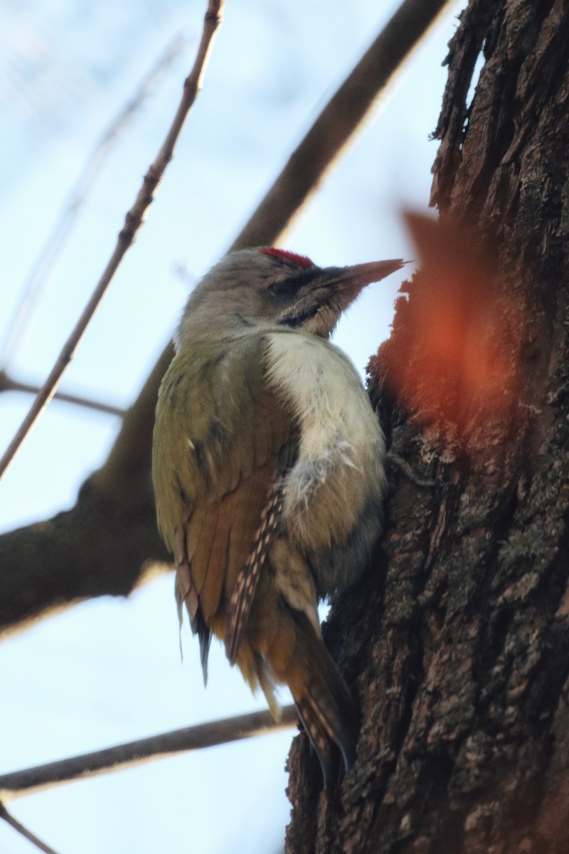 Жовна сива - ML644576324