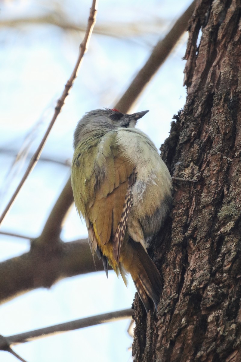 Жовна сива - ML644576325