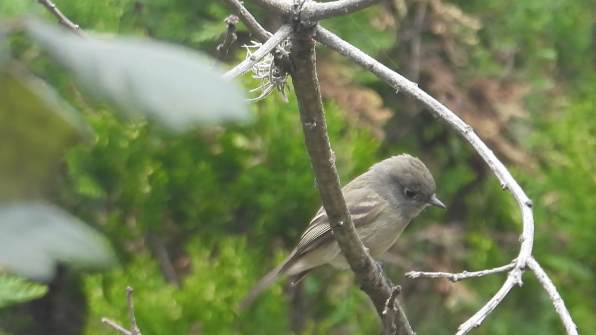 Hammond's Flycatcher - ML644576326