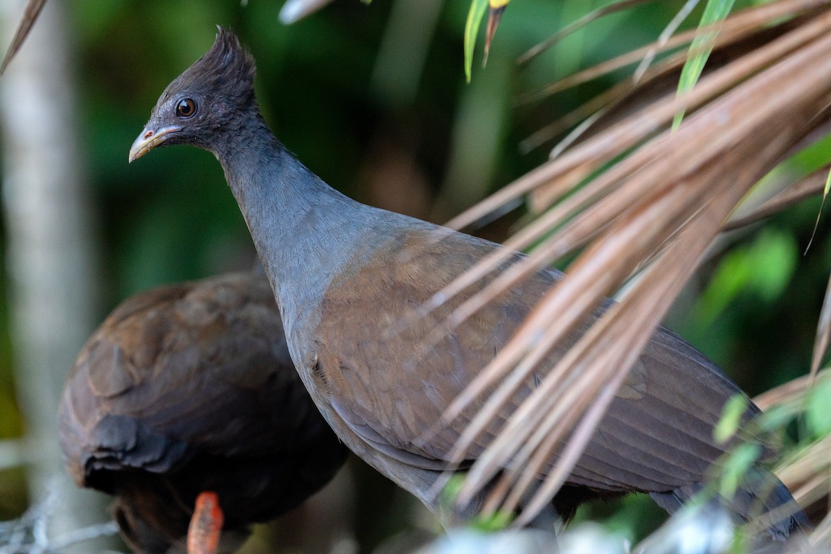 Mégapode de Reinwardt - ML644576335