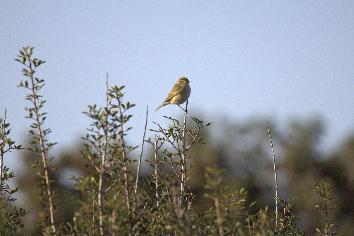 Pouillot fitis - ML644576338