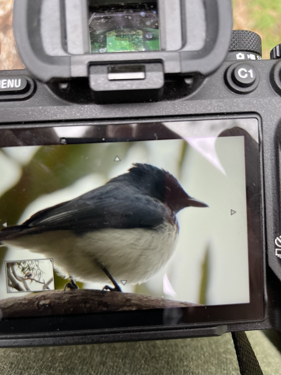 Monarque satiné - ML644576344