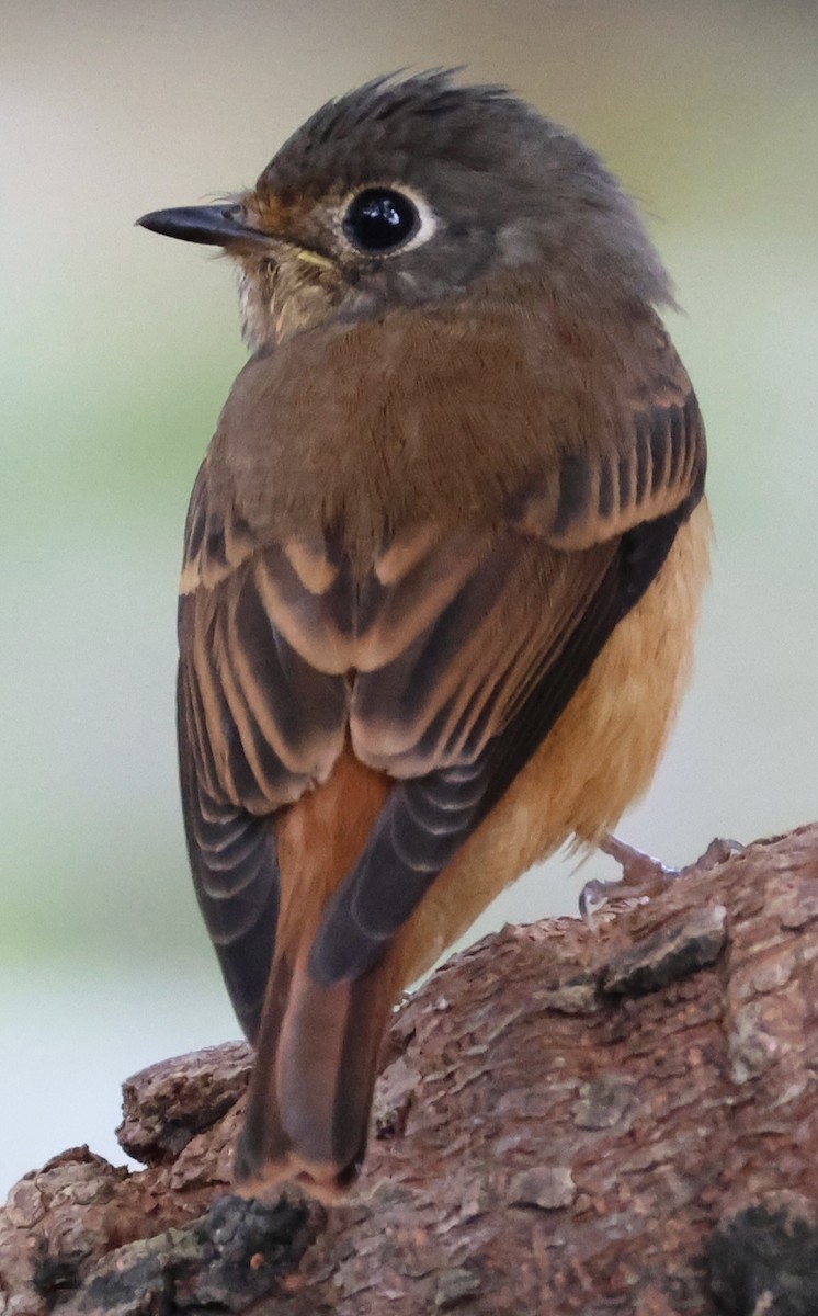 Rostschnäpper - ML644576345