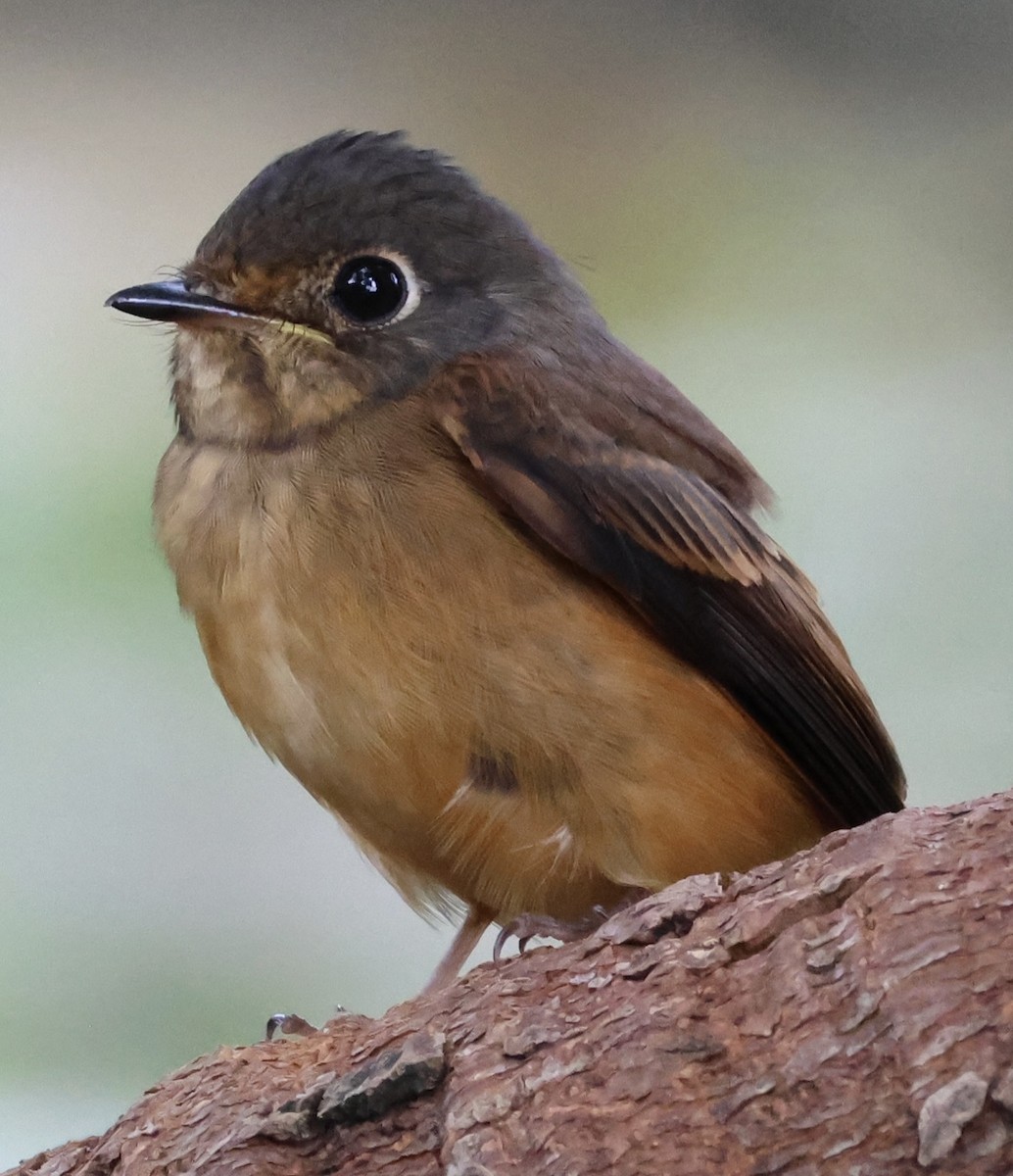 Rostschnäpper - ML644576346