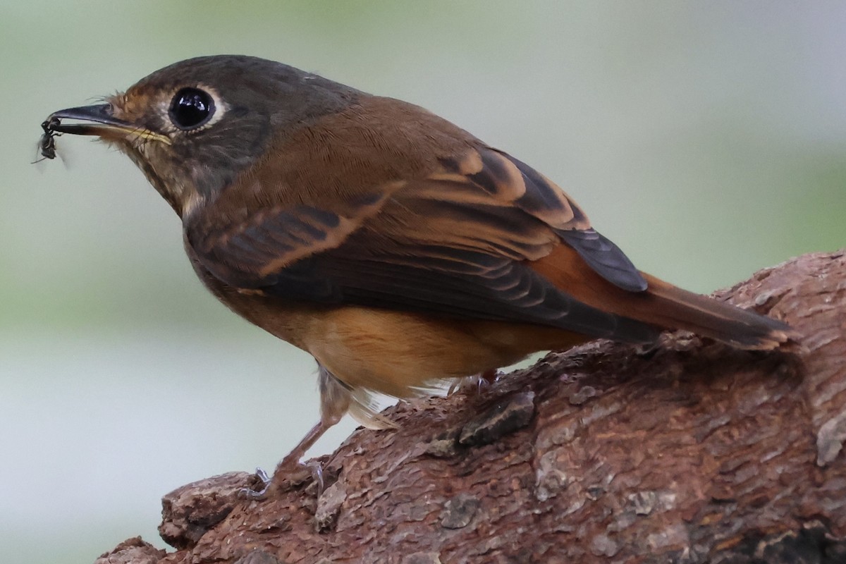 Rostschnäpper - ML644576347