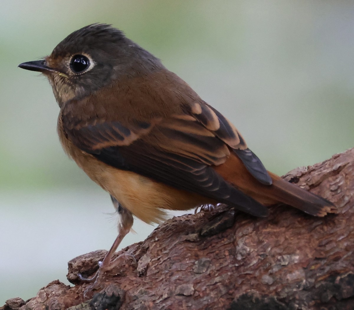 Rostschnäpper - ML644576348