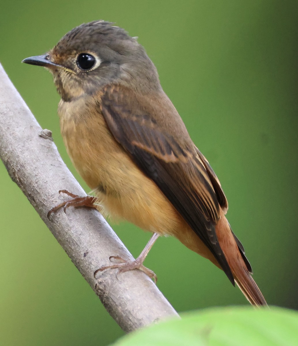 Rostschnäpper - ML644576349