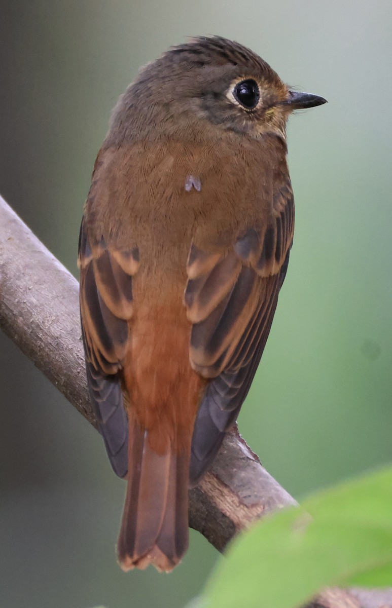 Rostschnäpper - ML644576350