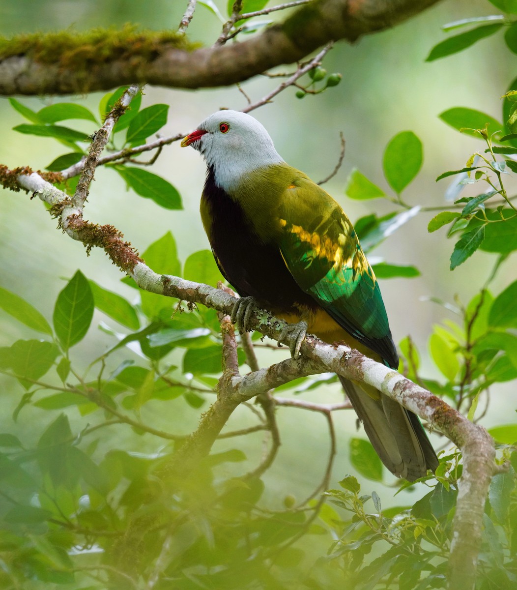 Wompoo Fruit-Dove - ML644576357
