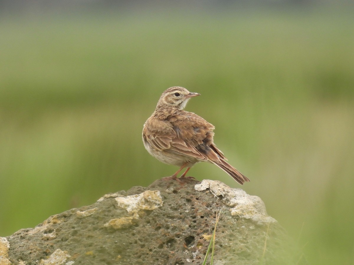 Australian Pipit - ML644576358