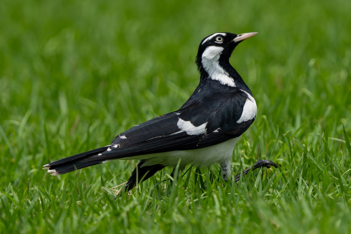 Çayır Gralinası - ML644576359