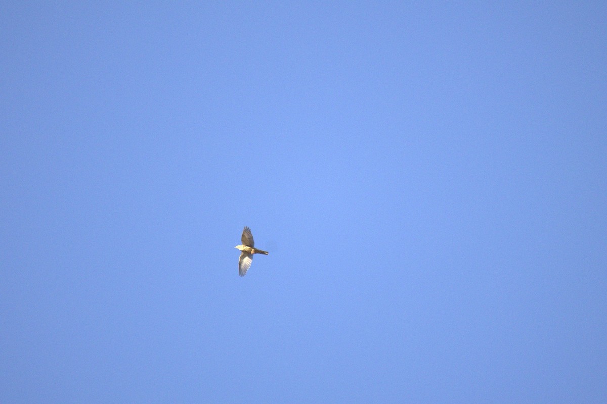 ヤドリギツグミ - ML644576366