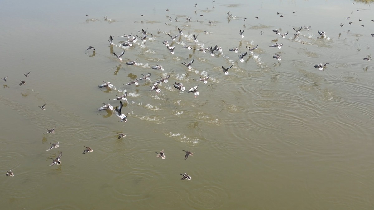 灰雁 - ML644576374