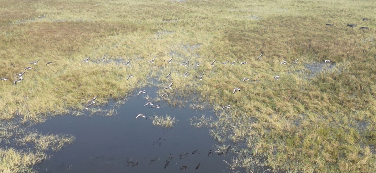 灰雁 - ML644576376