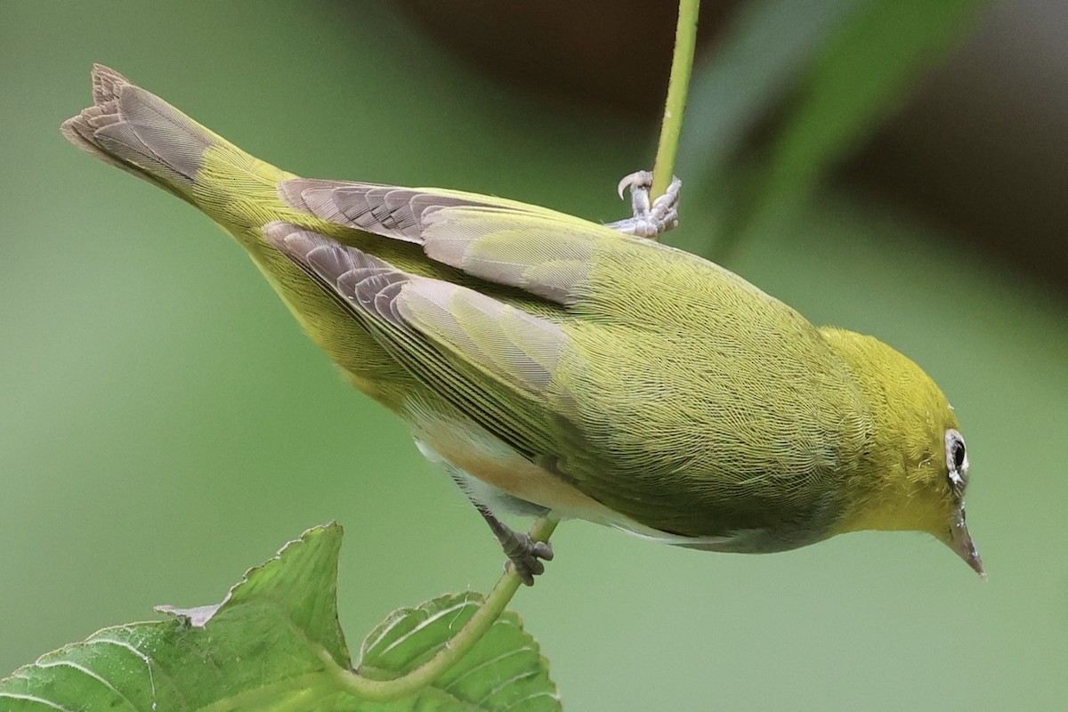 Zostérops à flancs marron - ML644576377