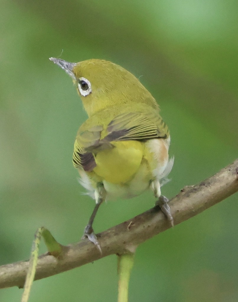 Zostérops à flancs marron - ML644576378