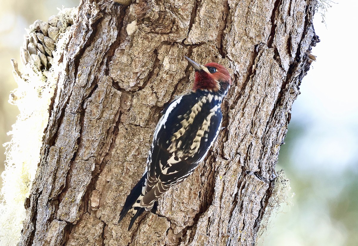 Hybride Pic à nuque rouge x P. à poitrine rouge - ML644576380