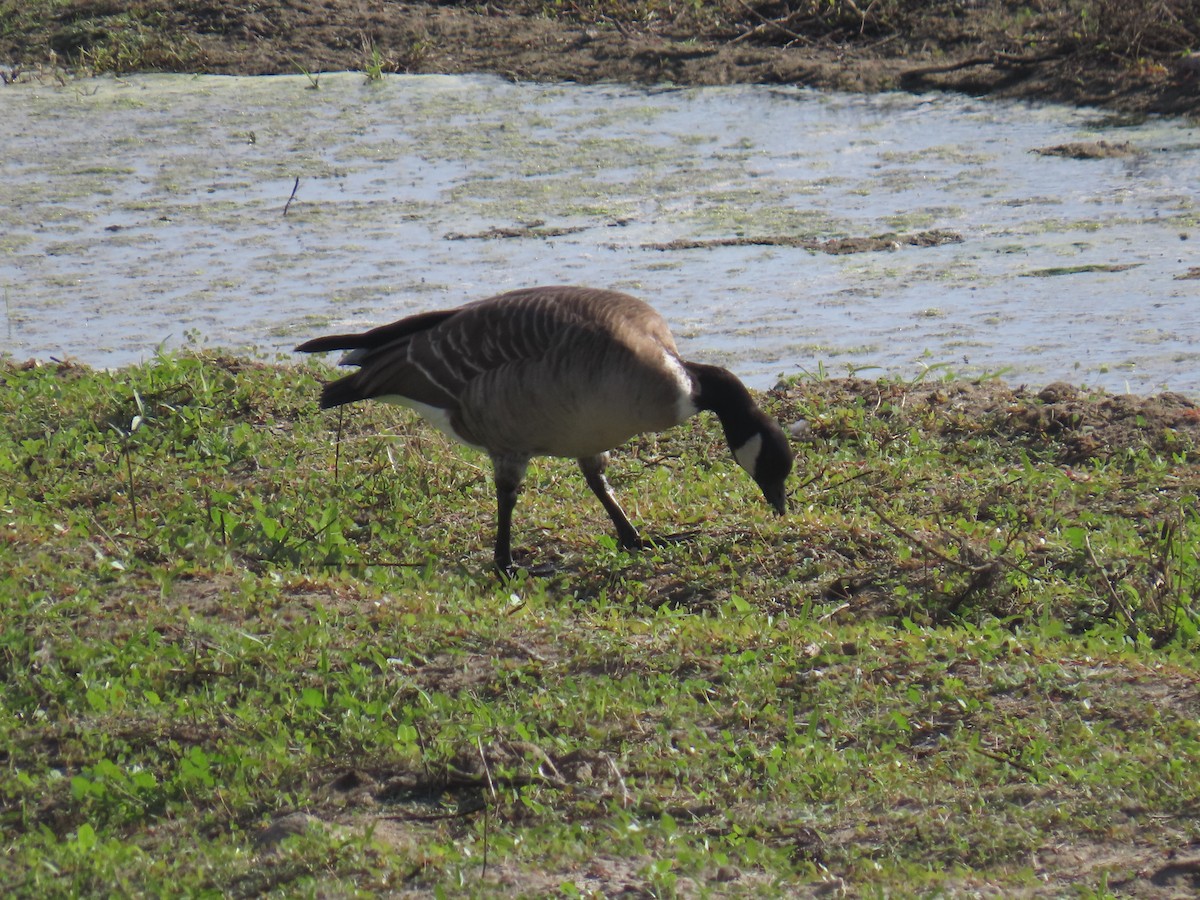 Branta kanadar txikia - ML644576381