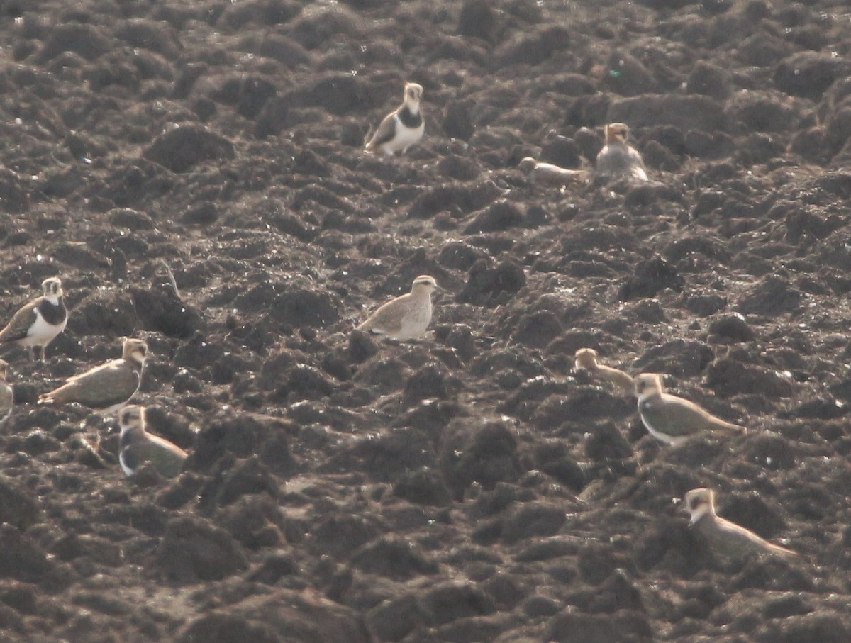 Vanneau sociable - ML644576382