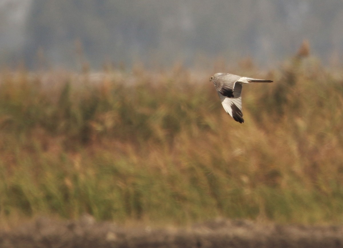 Busard pâle - ML644576385