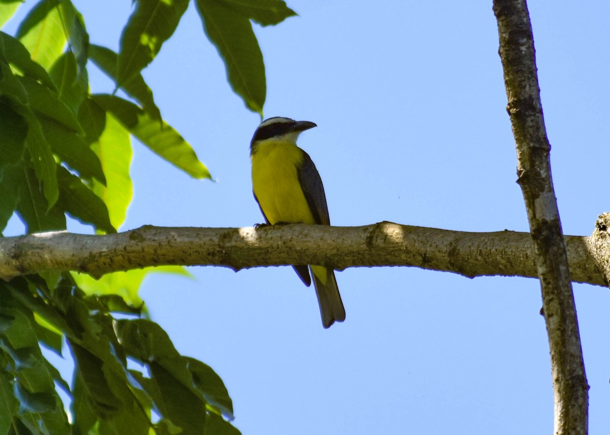 Boat-billed Flycatcher - ML644576387