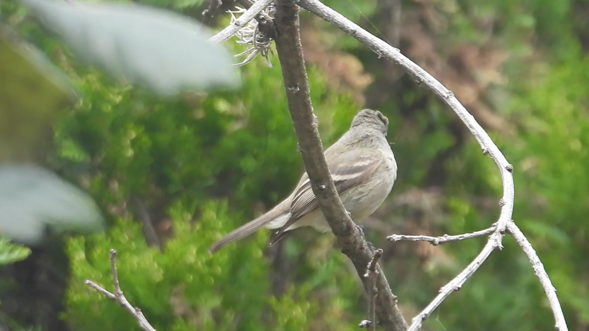 Hammond's Flycatcher - ML644576389