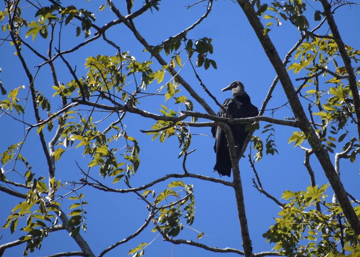 Urubu noir - ML644576392