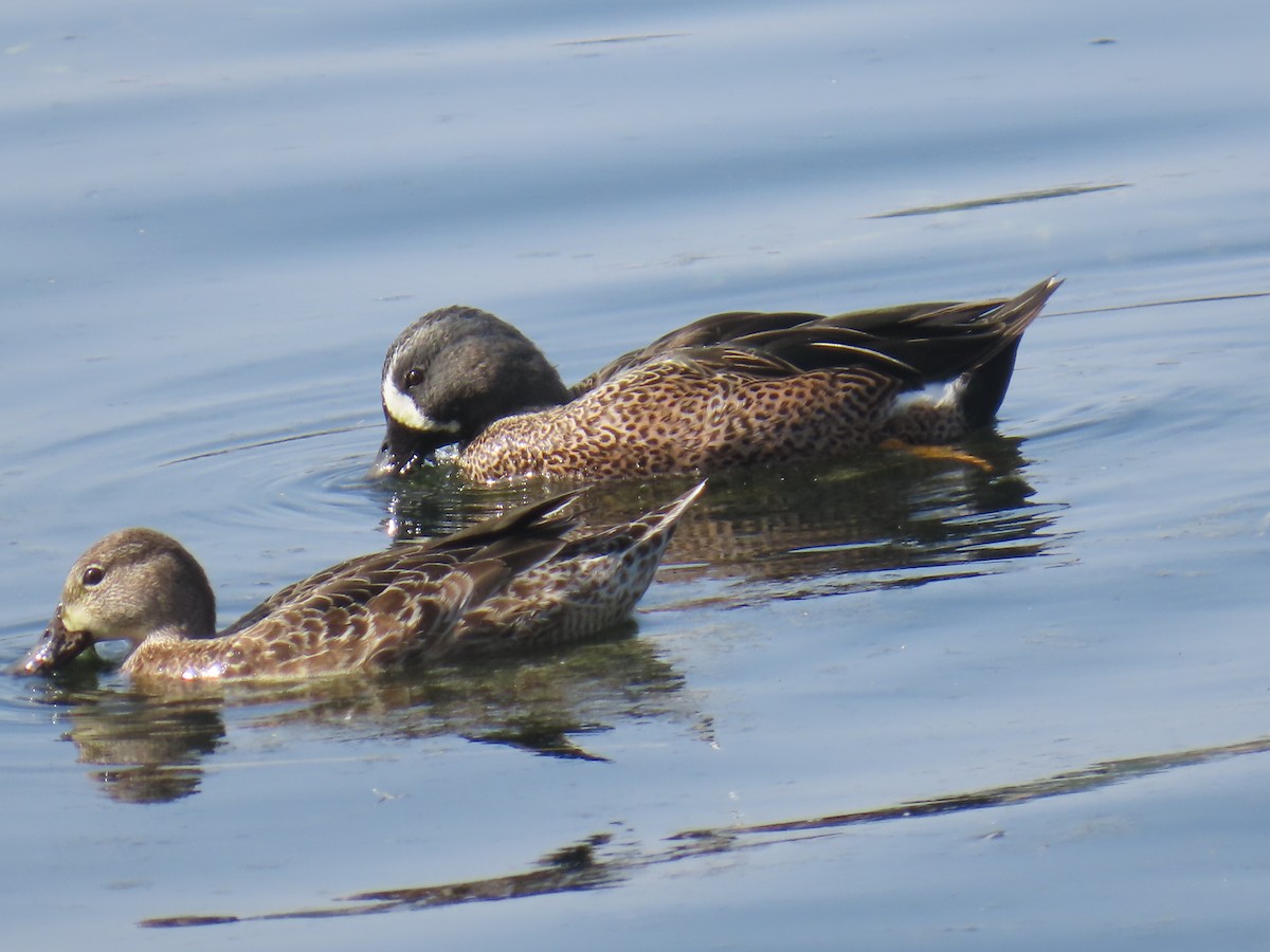 Zertzeta hegalurdina - ML644576393