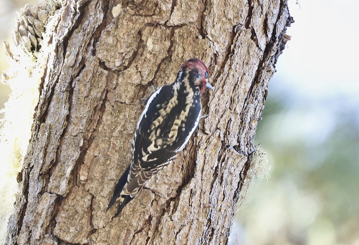 Hybride Pic à nuque rouge x P. à poitrine rouge - ML644576396