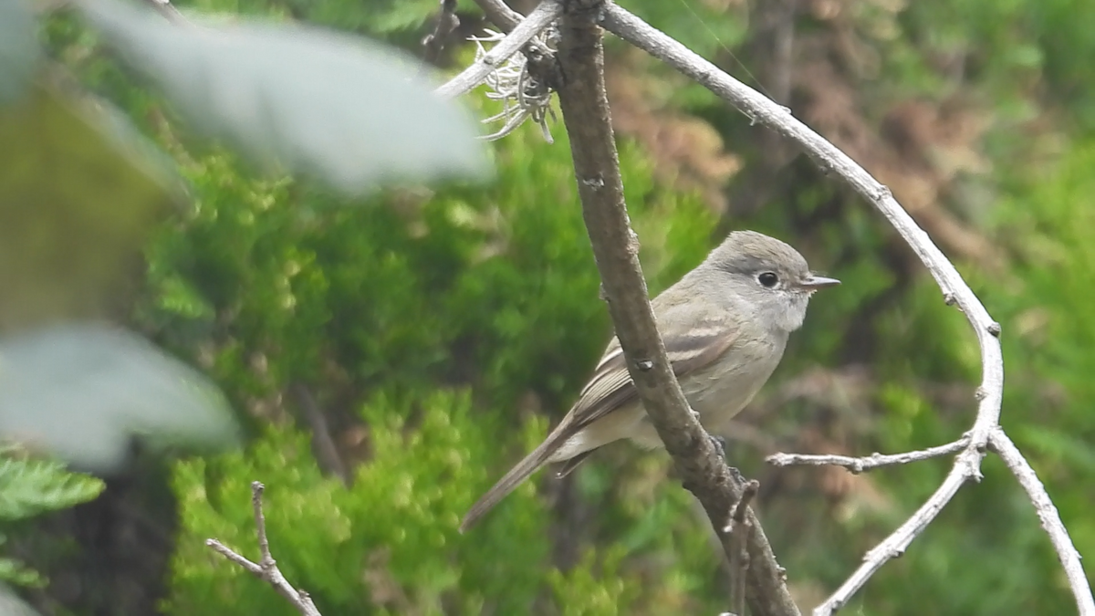 Hammond's Flycatcher - ML644576398