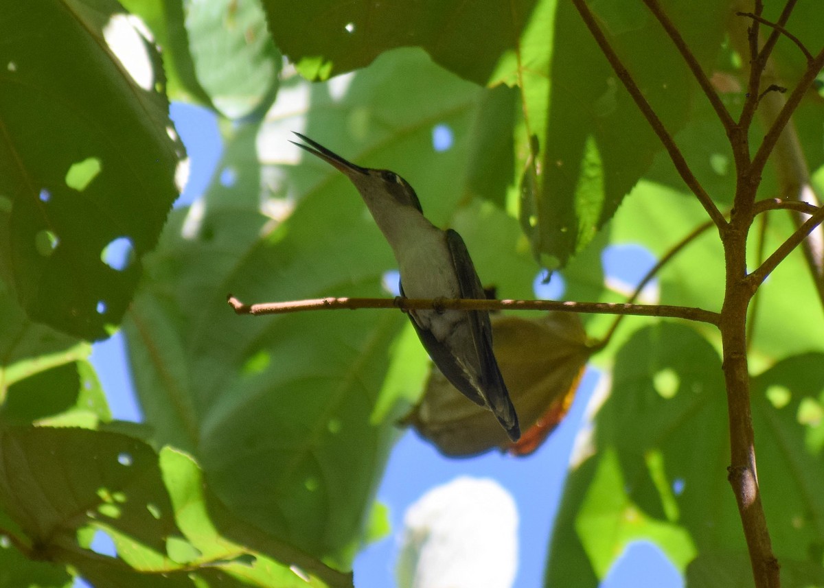 Wedge-tailed Sabrewing (Curve-winged) - ML644576400