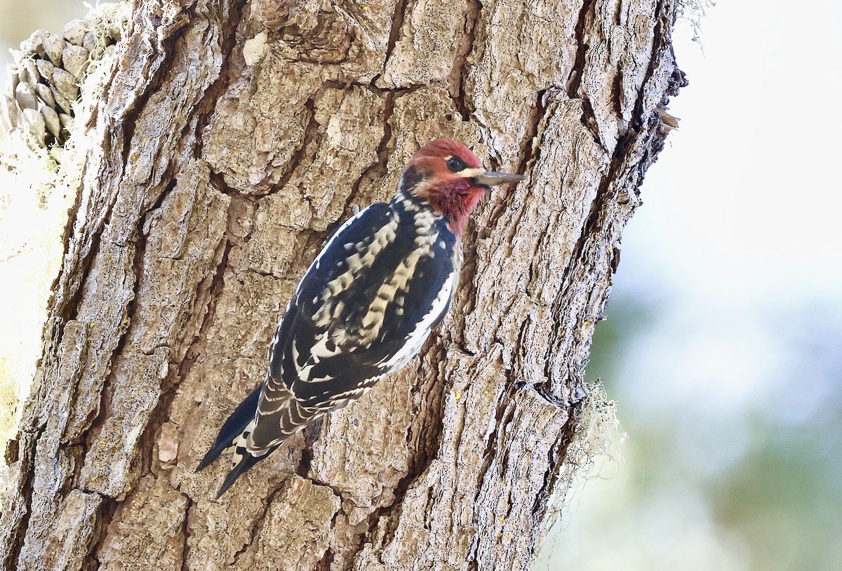 Hybride Pic à nuque rouge x P. à poitrine rouge - ML644576403