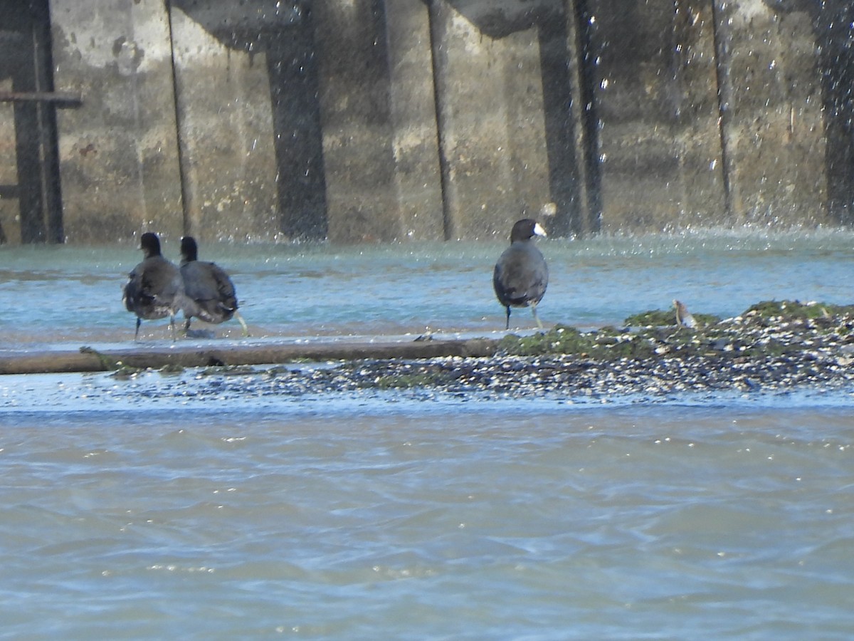 Kopetazuri amerikarra - ML644576406