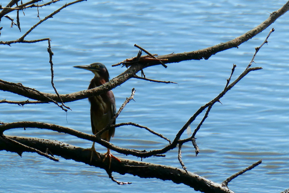 grønnrygghegre - ML644576408