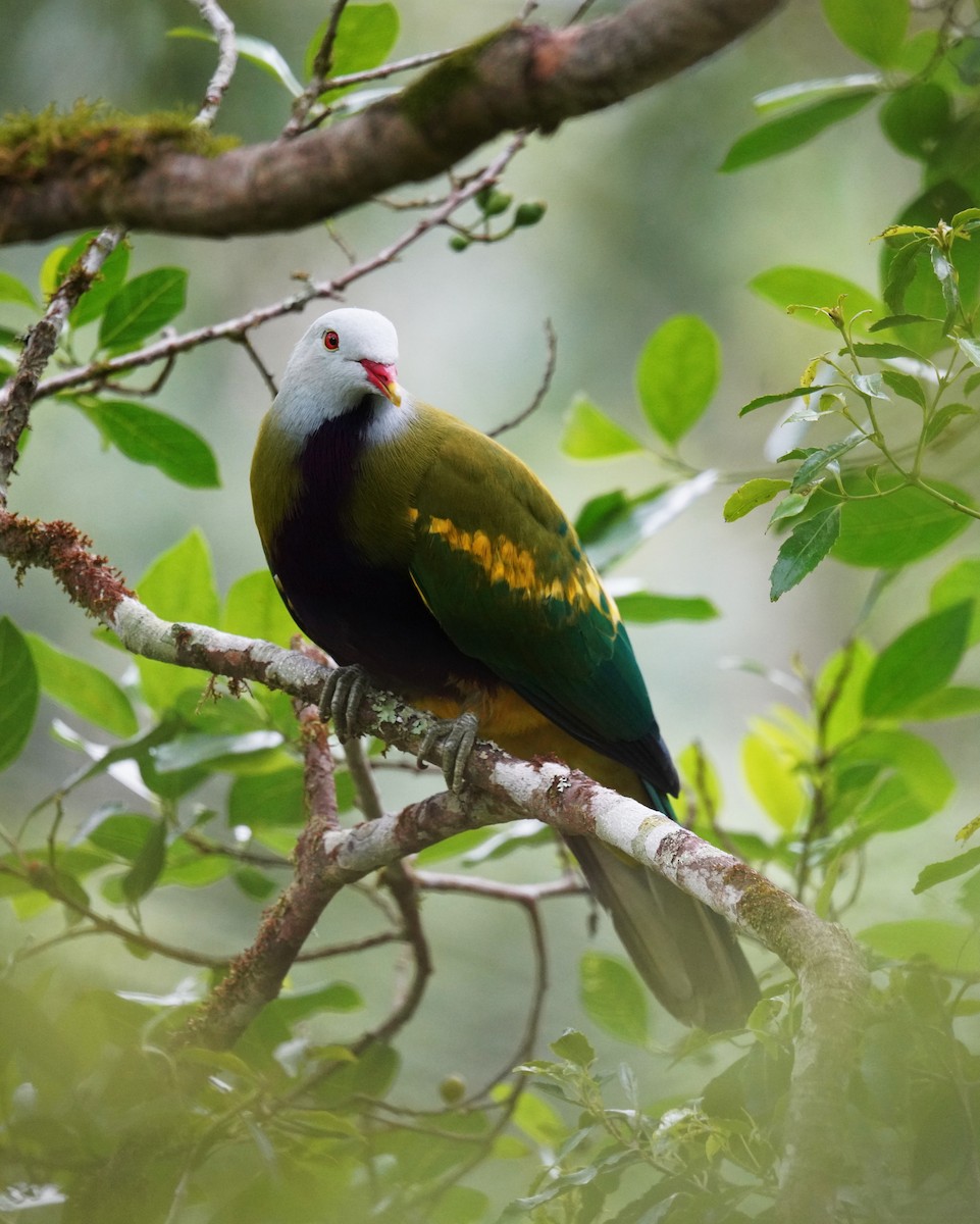 Wompoo Fruit-Dove - ML644576411