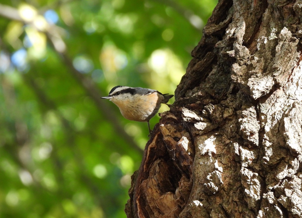 Garrapo kanadarra - ML644576412