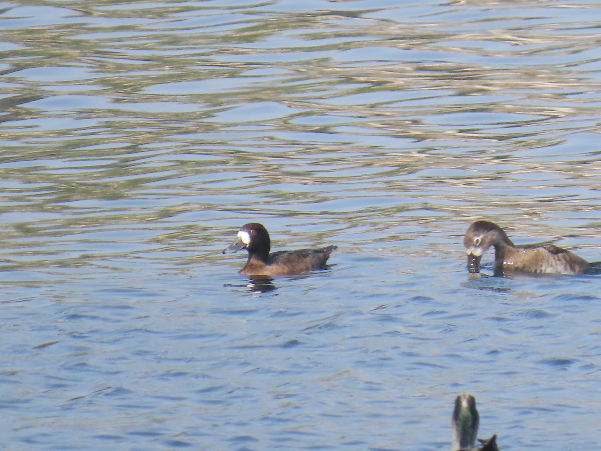 Murgilari txikia - ML644576413