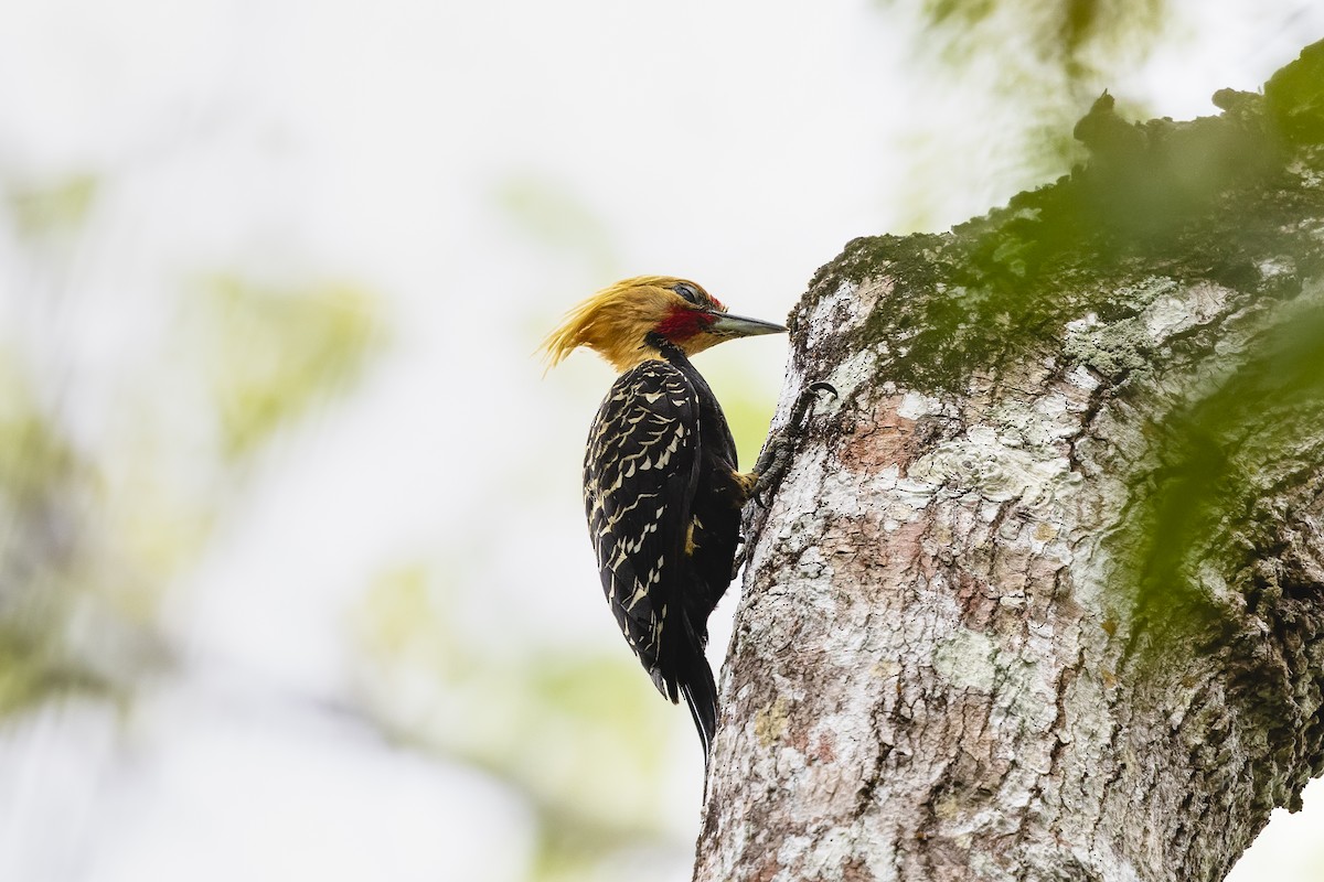 Pic à tête blonde - ML644576414