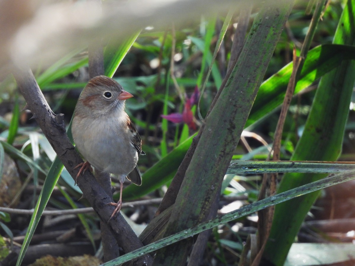 Field Sparrow - ML644576415