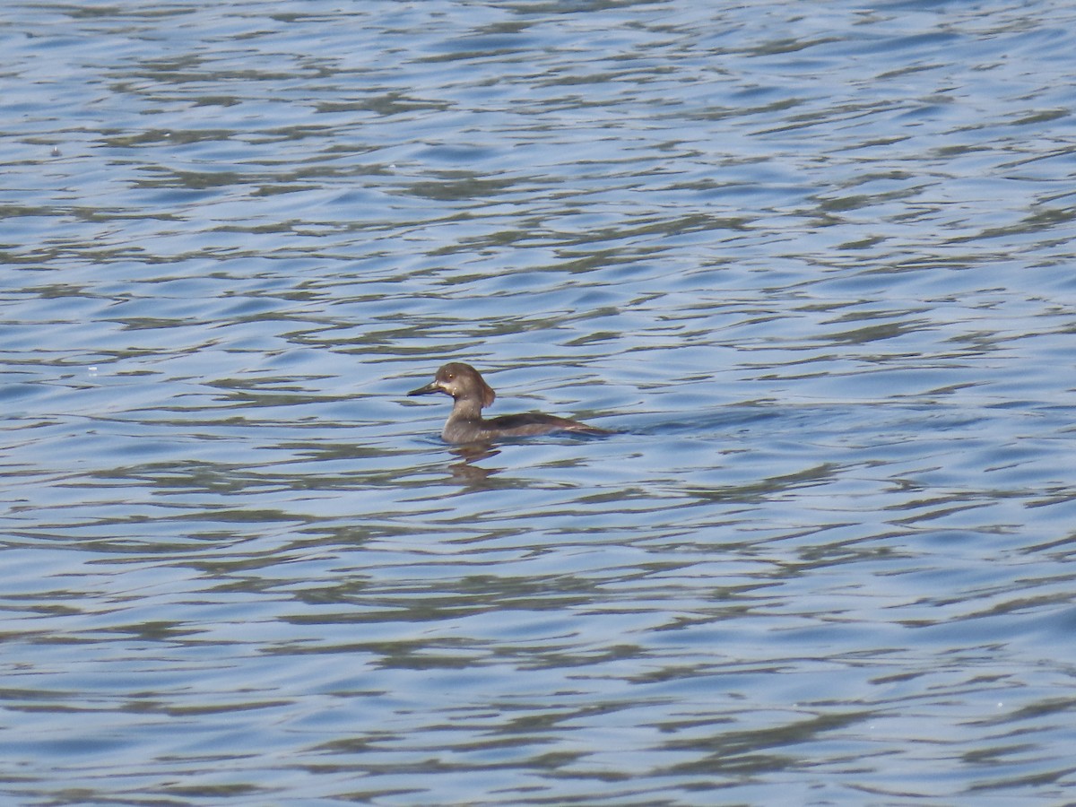 Zerra buruhandia - ML644576416